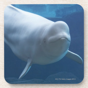 Beluga whale (Delphinapterus leucas) Drink Coaster