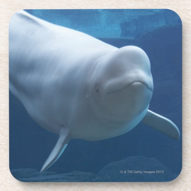 Beluga whale (Delphinapterus leucas) Drink Coaster (Front)