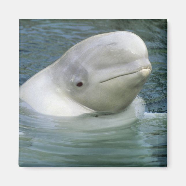 Beluga Whale, Delphinapterus leucas) Magnet (Front)