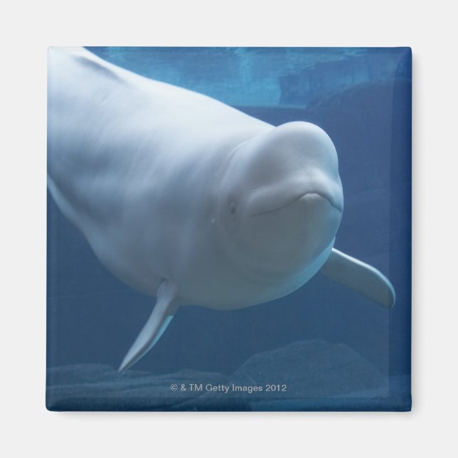 Beluga whale (Delphinapterus leucas) Magnet (Front)