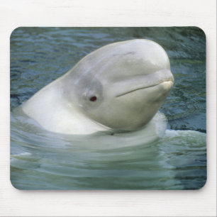 Beluga Whale, Delphinapterus leucas) Mouse Pad