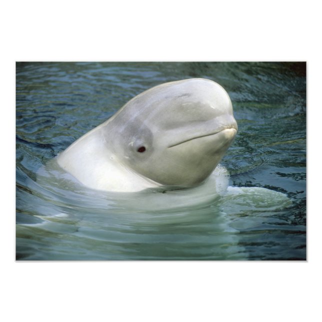 Beluga Whale, Delphinapterus leucas) Photo Print (Front)