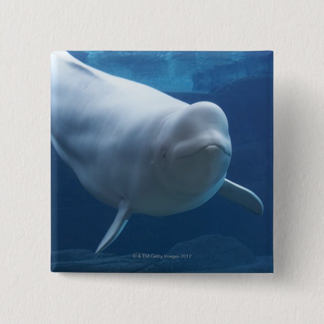 Beluga whale (Delphinapterus leucas) Pinback Button (Front)