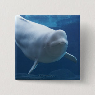 Beluga whale (Delphinapterus leucas) Pinback Button