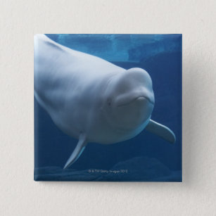 Beluga whale (Delphinapterus leucas) Pinback Button