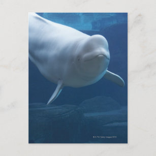 Beluga whale (Delphinapterus leucas) Postcard