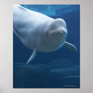 Beluga whale (Delphinapterus leucas) Poster