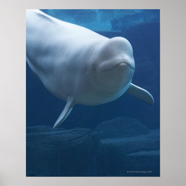 Beluga whale (Delphinapterus leucas) Poster (Front)