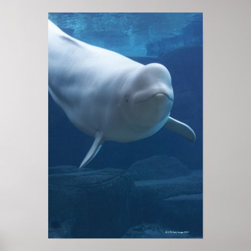 Beluga whale Delphinapterus leucas Poster