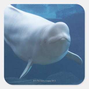 Beluga whale (Delphinapterus leucas) Square Sticker