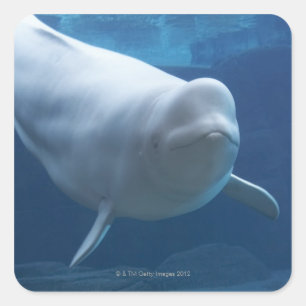 Beluga whale (Delphinapterus leucas) Square Sticker