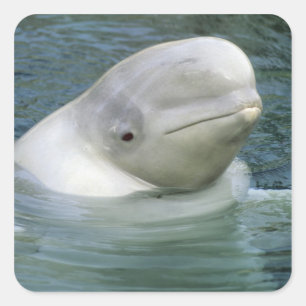 Beluga Whale, Delphinapterus leucas) Square Sticker
