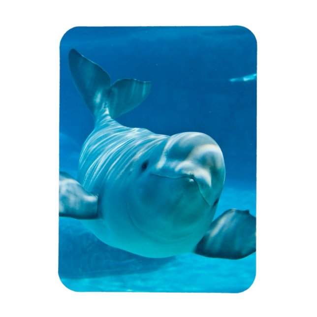 Beluga Whale Magnet (Vertical)