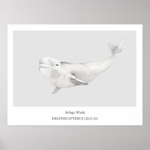Beluga Whale Natural History Poster