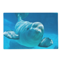 Beluga Whale