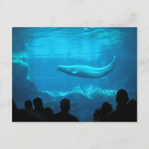 Beluga Whale Postcard