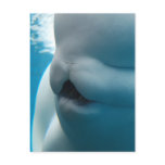 Beluga Whale  Postcard