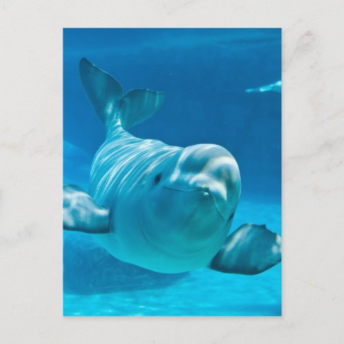 Beluga Whale Postcard