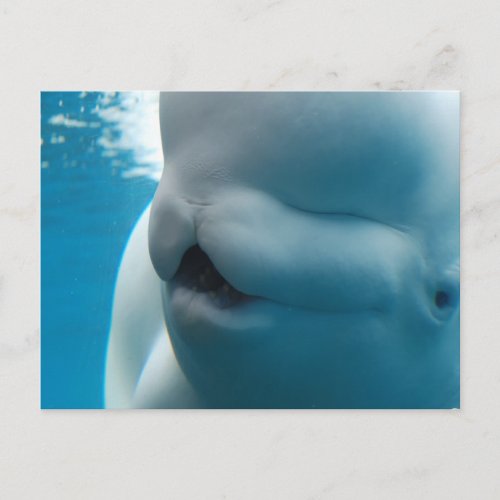 Beluga Whale  Postcard