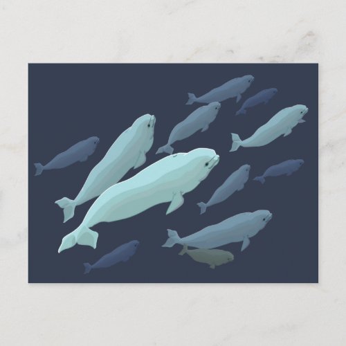 Beluga Whale Postcards Beluga Whale Card Customize