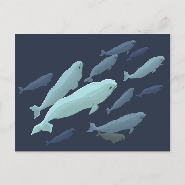 Beluga Whale Postcards Beluga Whale Card Customize (Front)