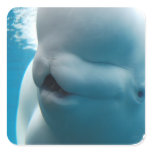Beluga Whale  Stickers