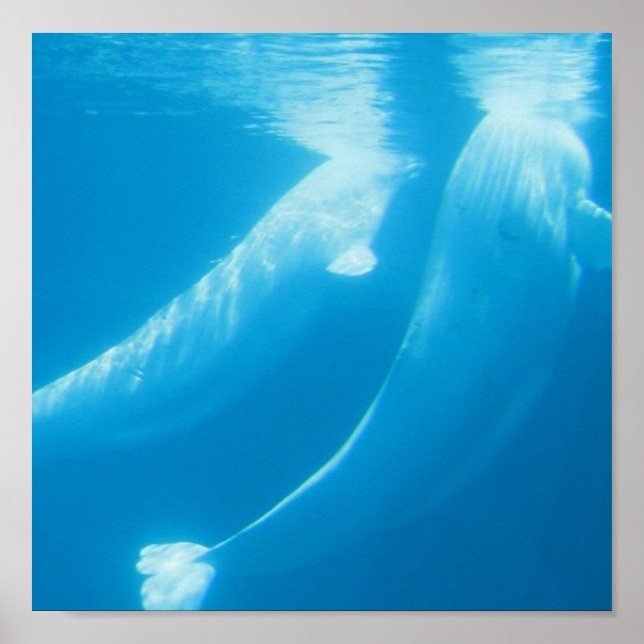 Beluga Whales Poster (Front)