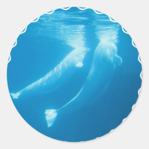 Beluga Whales Stickers