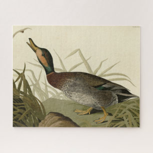 Bemaculated (Brewer's) Duck, Audubon Birds America Jigsaw Puzzle