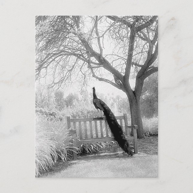Bench Peacock Postcard (Front)