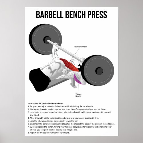 Bench Press _ Exercise _ Muscle Anatomy Chart