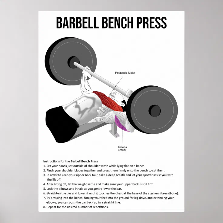 Bench Press - Exercise - Muscle Anatomy Chart | Zazzle