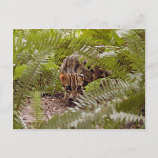 Bengal Cat 003 Postcard