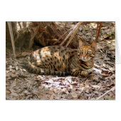 Bengal Cat 013 (Front Horizontal)
