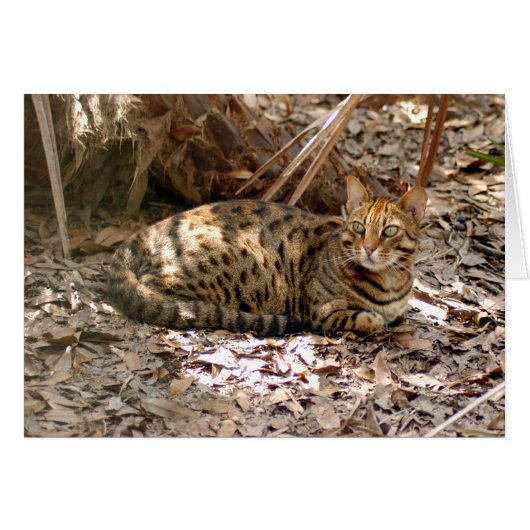 Bengal Cat 013 Cards (Front Horizontal)