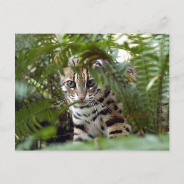 Bengal Cat 022 Postcard (Front)