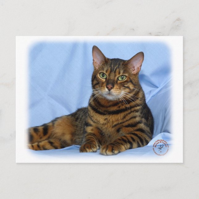 Bengal Cat 9W052D-018 Postcard (Front)