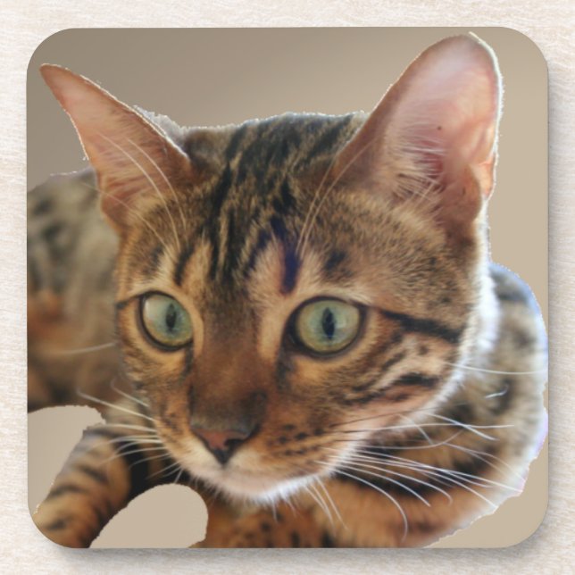 Bengal Cat Beverage Coaster (Front)
