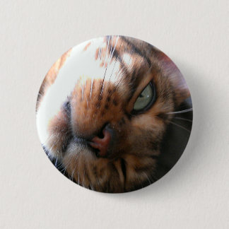Bengal cat crazy pinback button