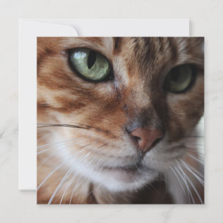 Bengal Cat Face Photograph, Customise This Holiday Card