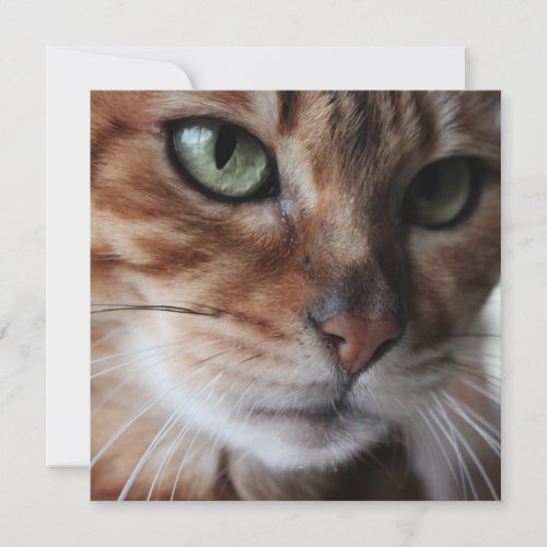 Bengal Cat Face Photograph Customise This Holiday Card