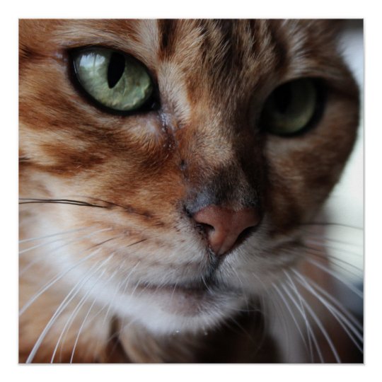 Bengal Cat Face Photograph Wall Art Glossy Poster | Zazzle.com