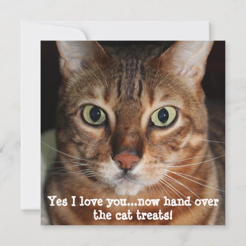 Bengal Cat Face Photograph Yes I love you Holiday Card
