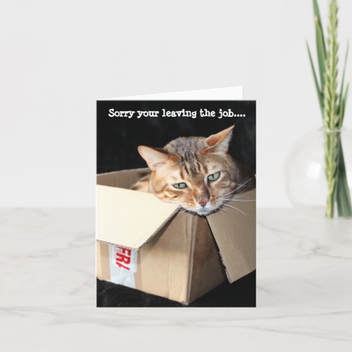 Bengal cat greetings card Sorry your leaving