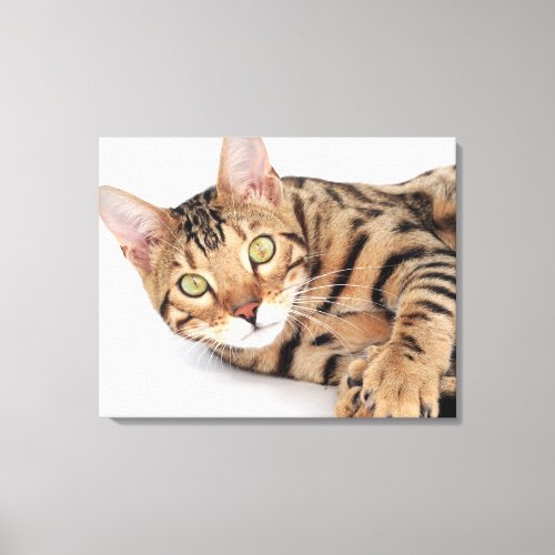 Bengal cat lying down canvas print