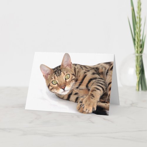 Bengal cat lying down card