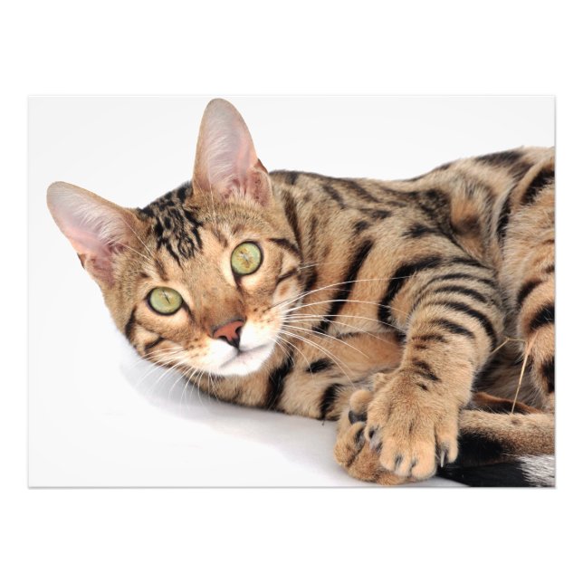 Bengal cat lying down photo print (Front)