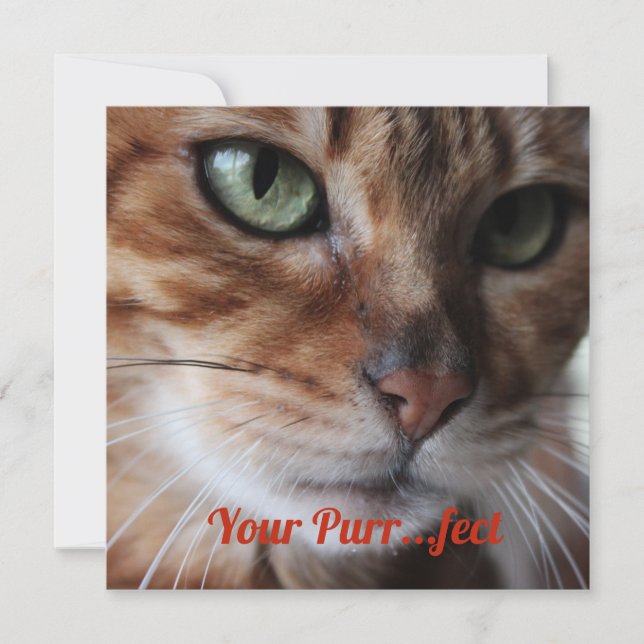 Bengal Cat Photograph Valentine Day Card (Front)