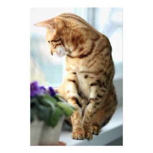 Bengal cat portrait photo print