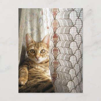 Bengal Cat Postcard by busycrowstudio at Zazzle